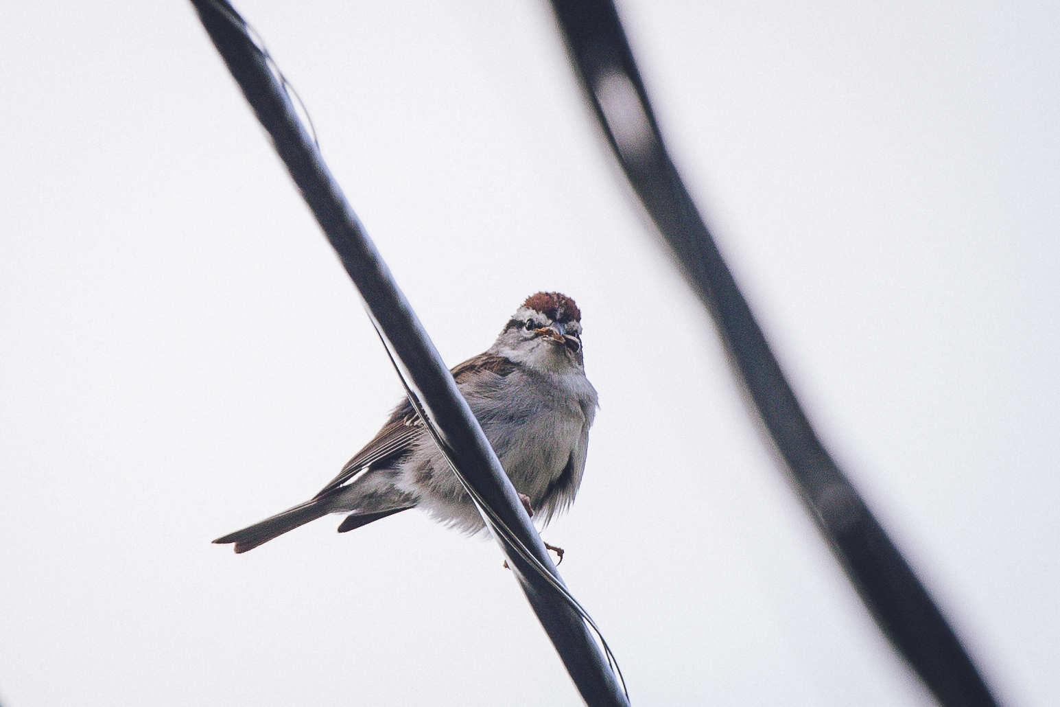 zoomed in photo of the bird staring at the camera