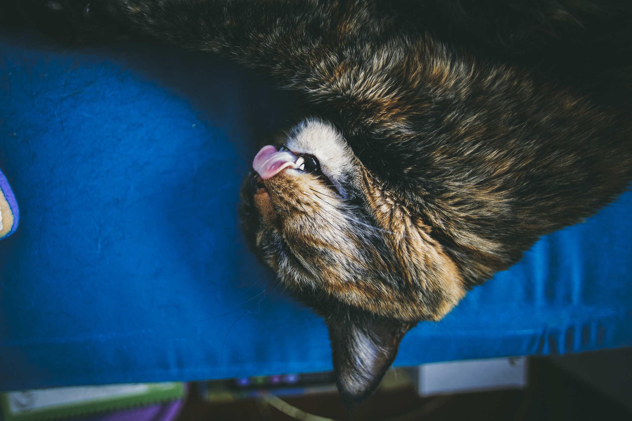 Photo of a tortie cat's head; she's asleep and her tongue is sticking out