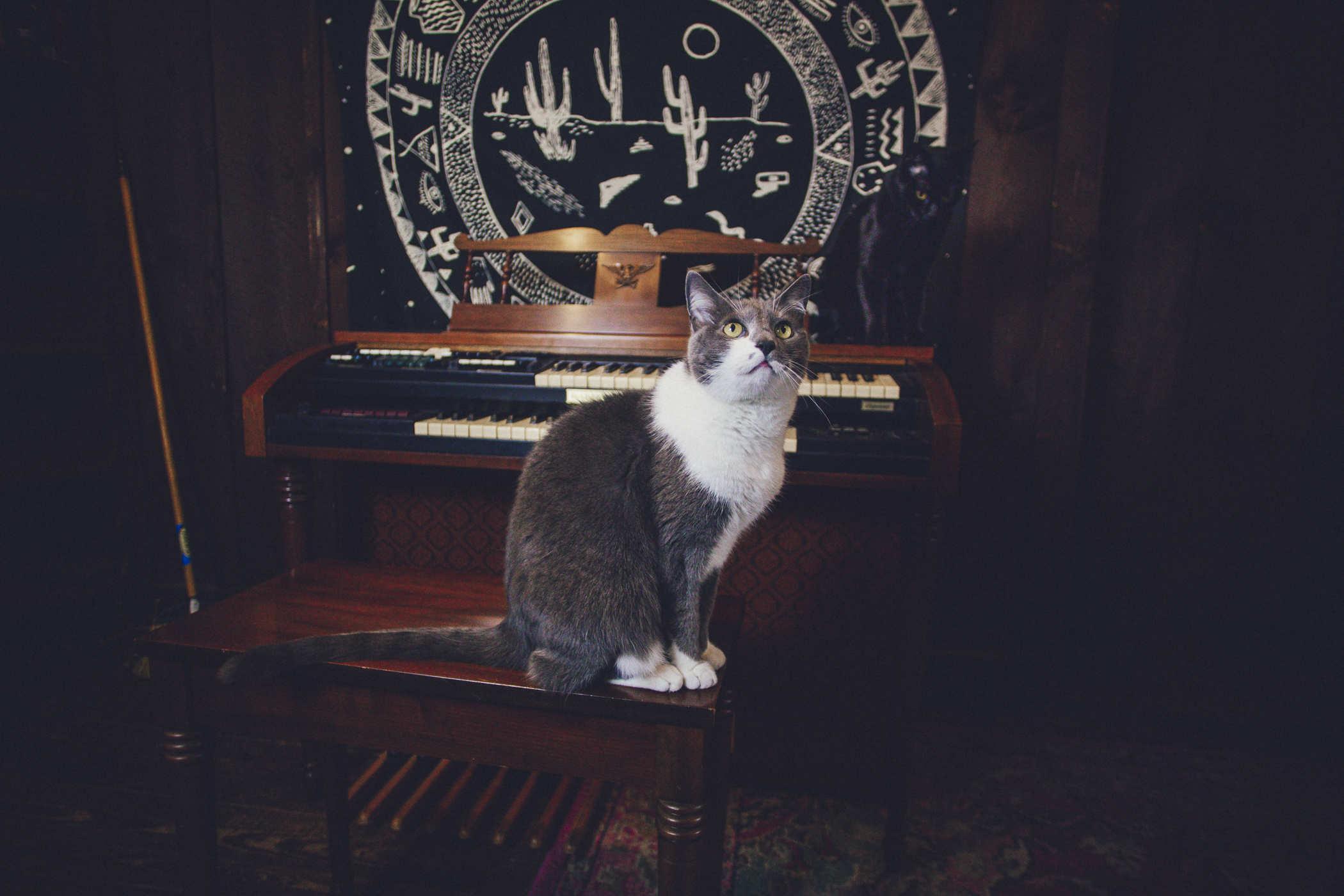 Photo of a grey and white cat sitting on the bench of a baldwin organ; her eyes are aiming upward