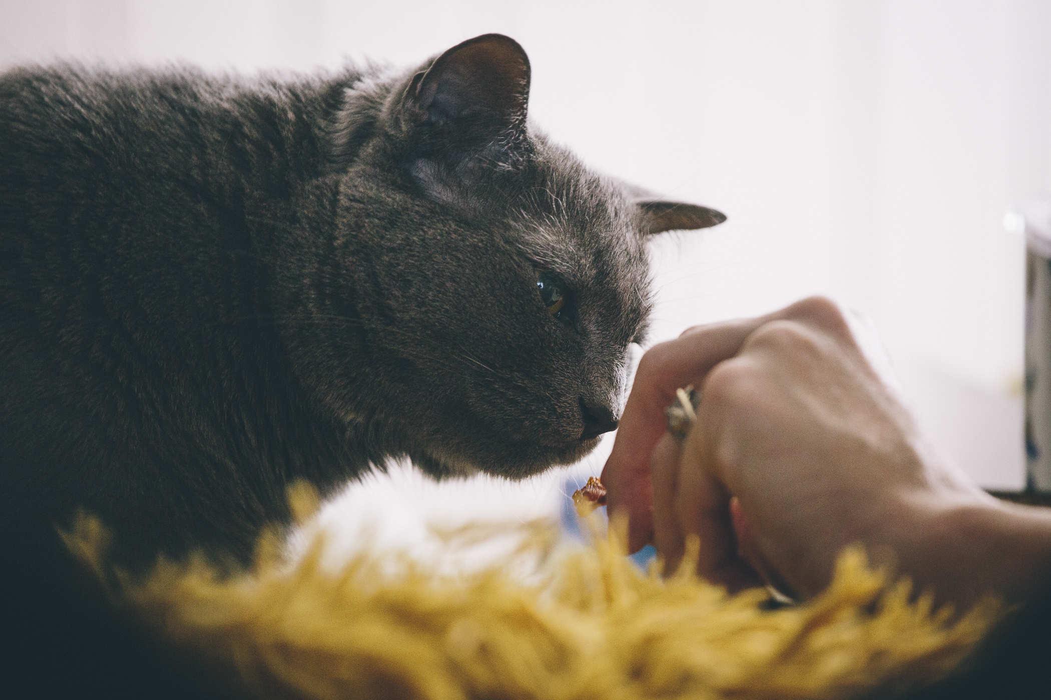 Photo of a grey cat sniffing a piece of meat behind held out by a hand with a wedding ring on