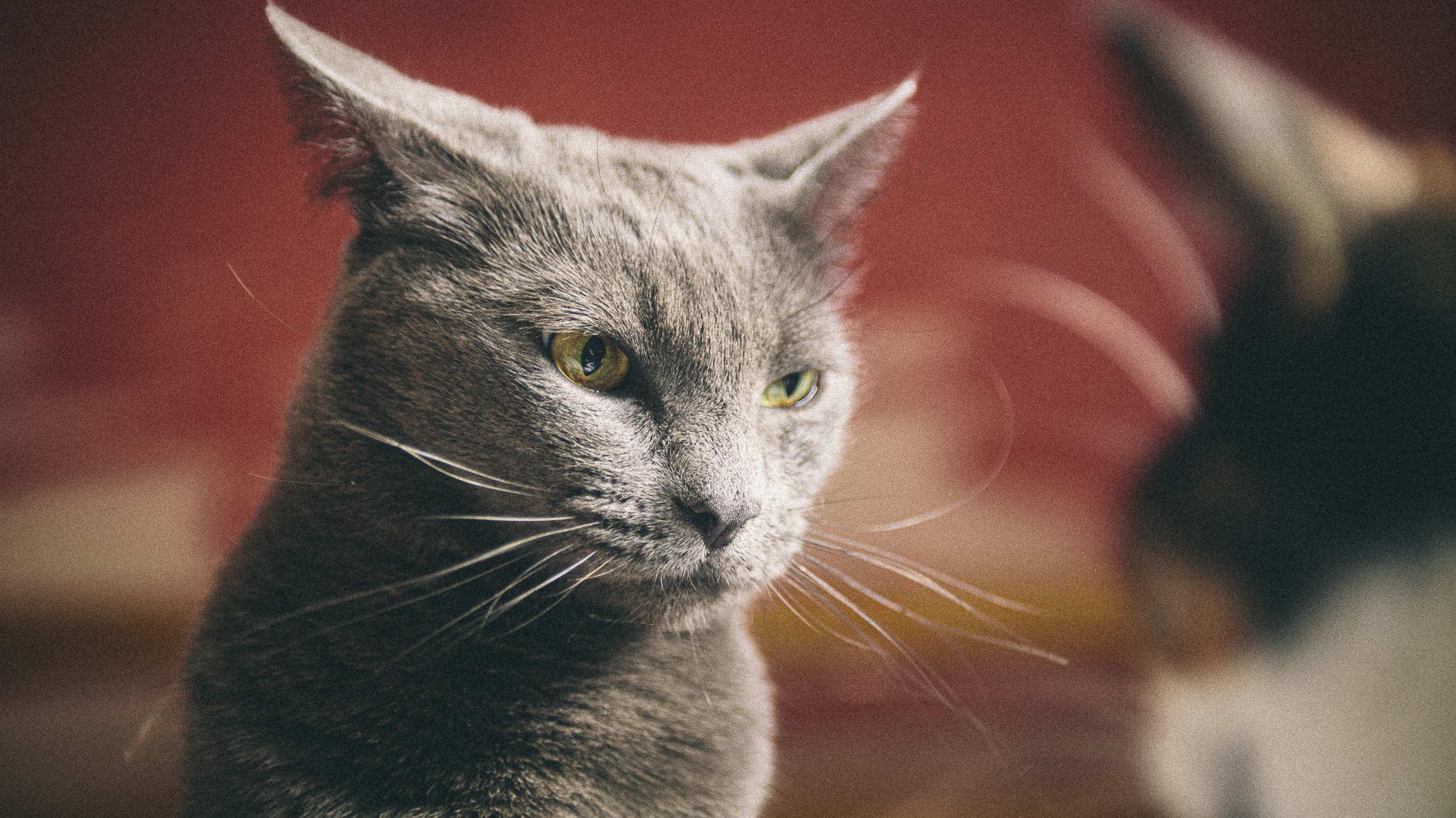 Photo of a grey cat with ears back looking at another cat