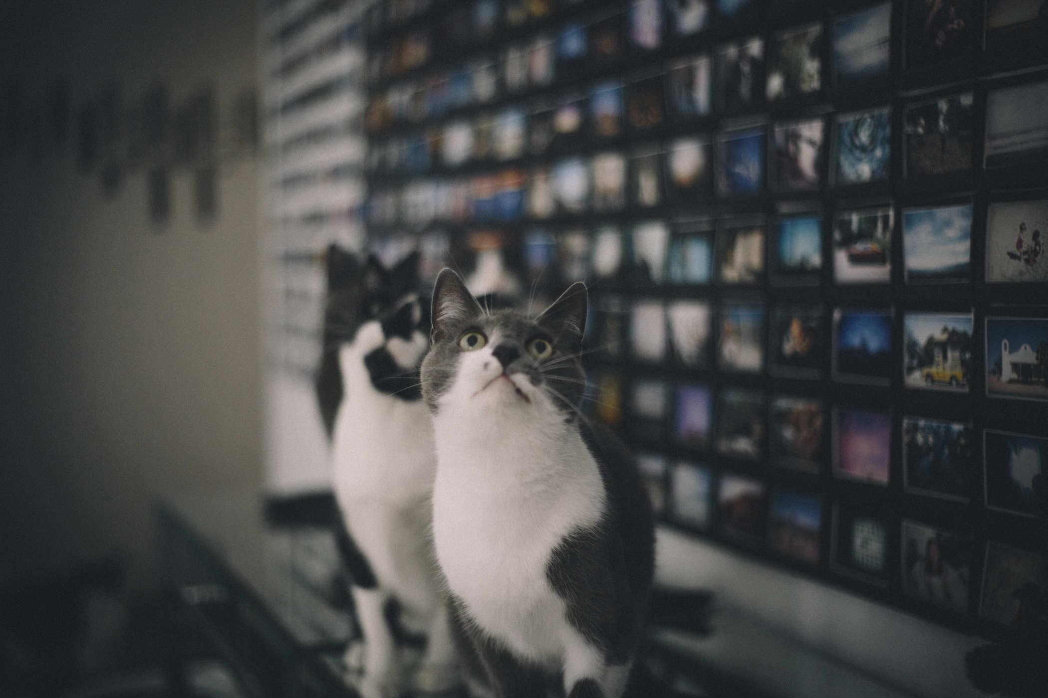 The same wall, now completely covered by the black framed photos with a series of cats in front of it staring up