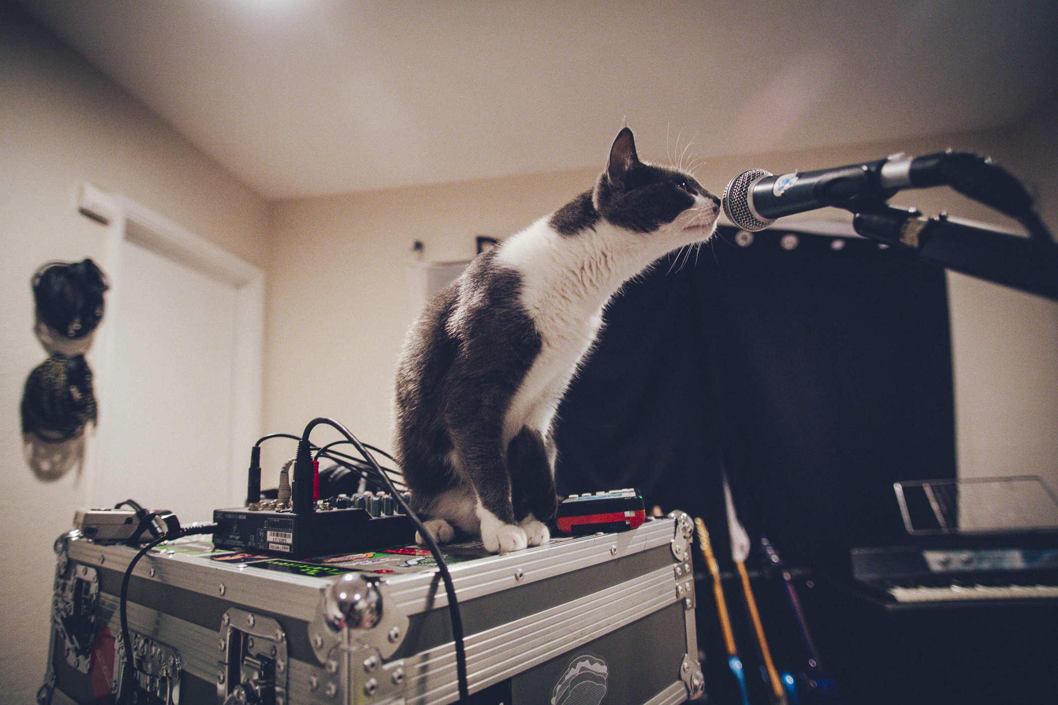 Photo of a grey and white cat standing on a case covered in music gear; her face is sniffing a microphone attached ot a stand