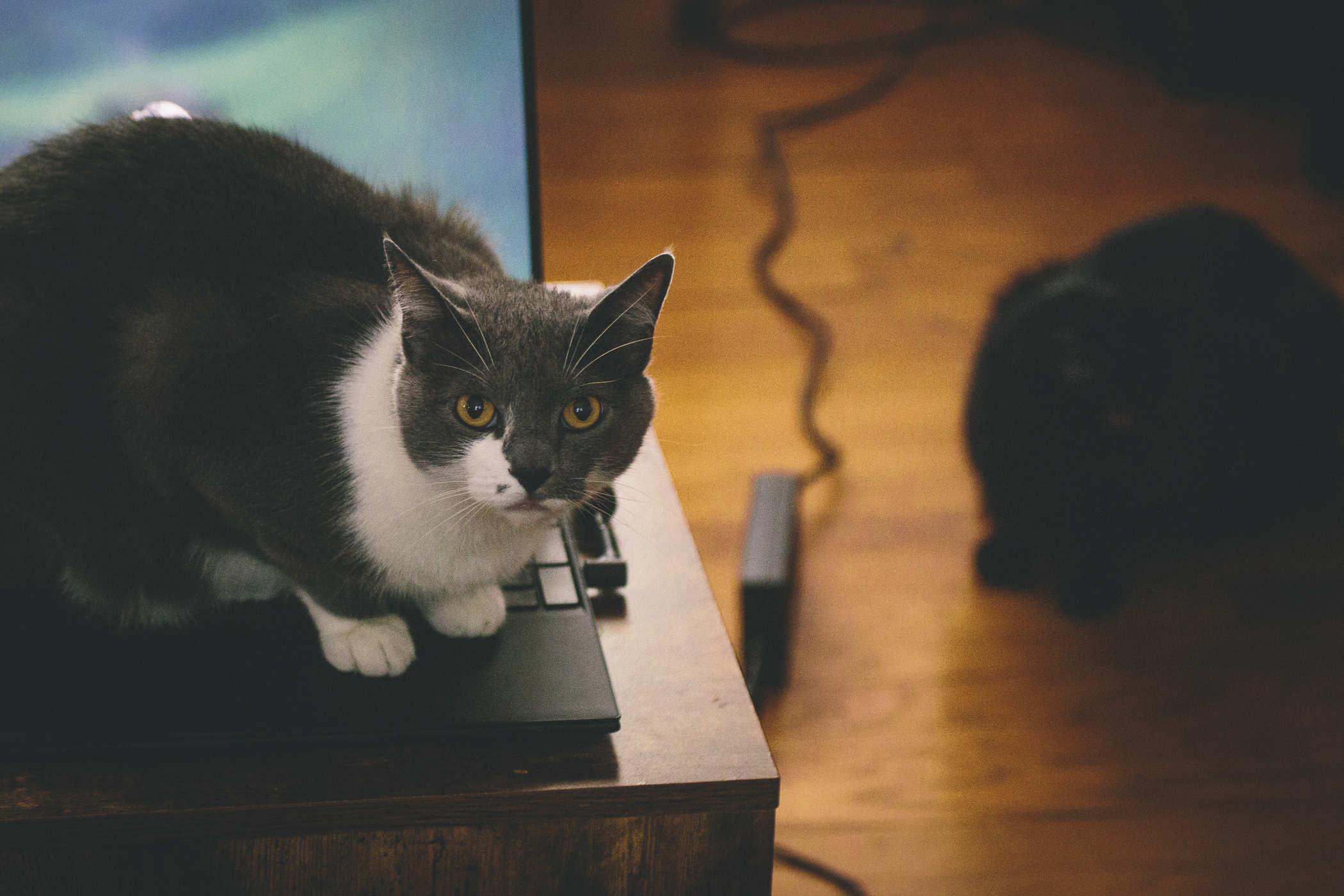 Photo of a grey and white cat sitting on a laptop's keyboard and looking at the camera like it's your fault