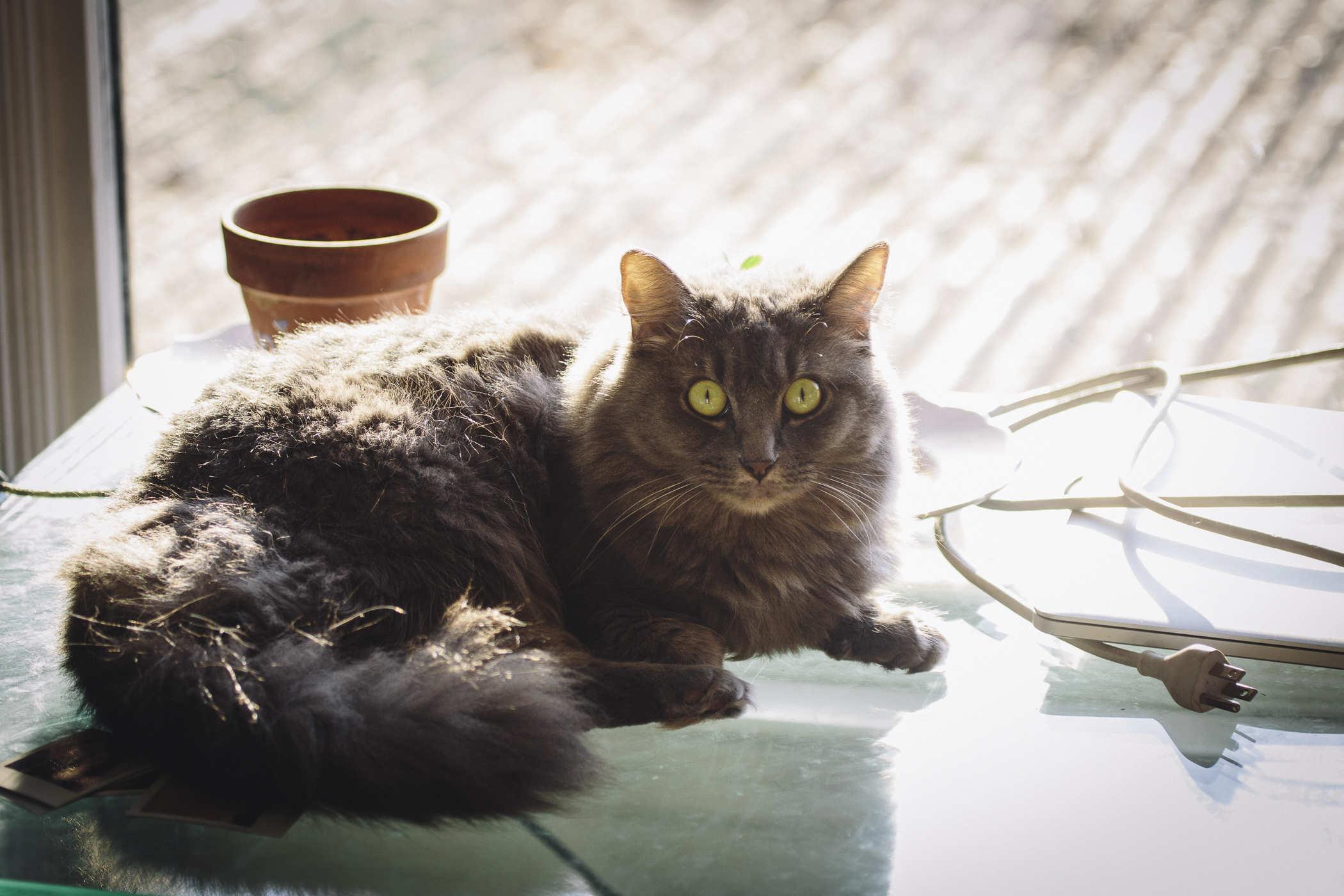 Photo of a longhair grey cat staring intently at the camera