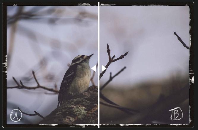 Preview for Woodpecker Season – quailblog