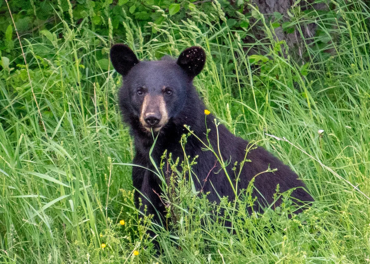 5x7-bear-close