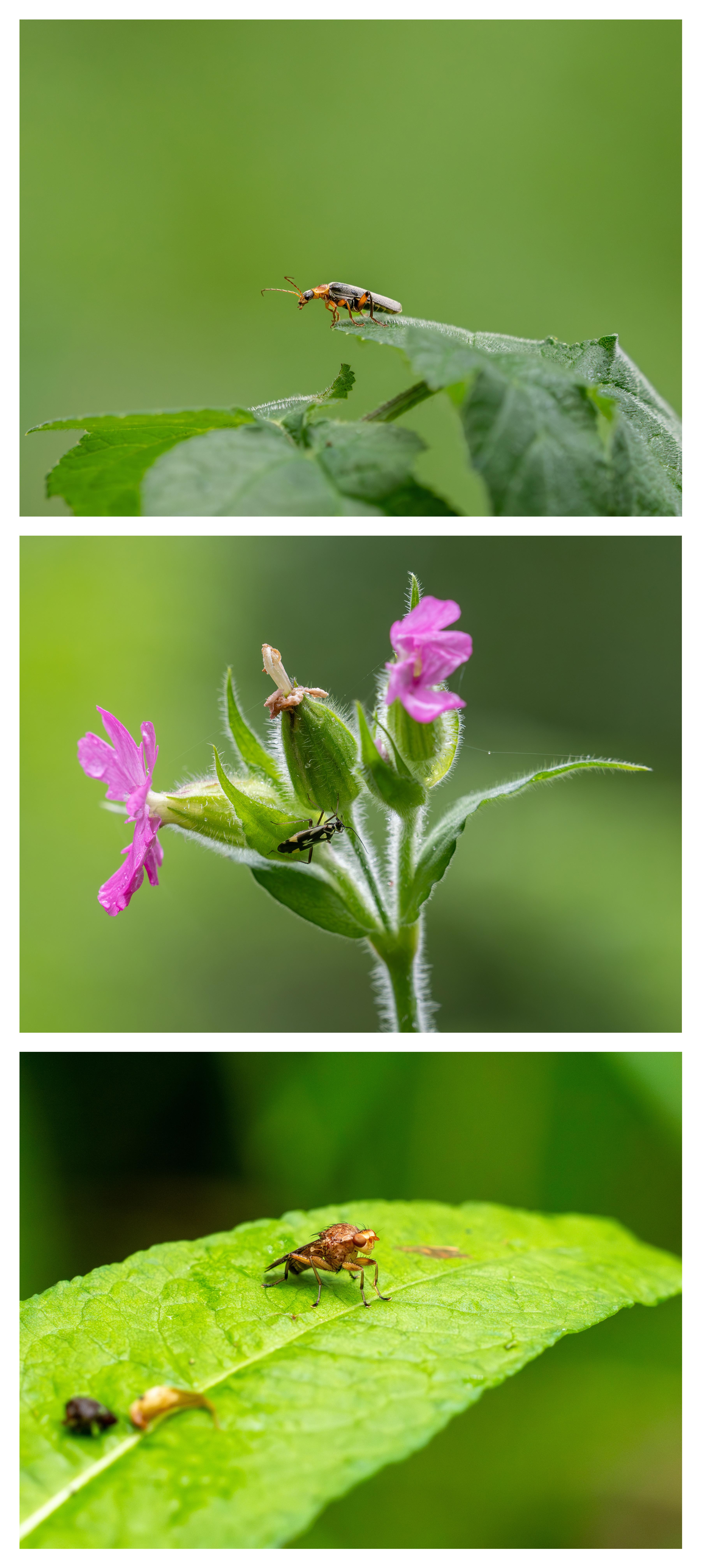 Triptych of bugs