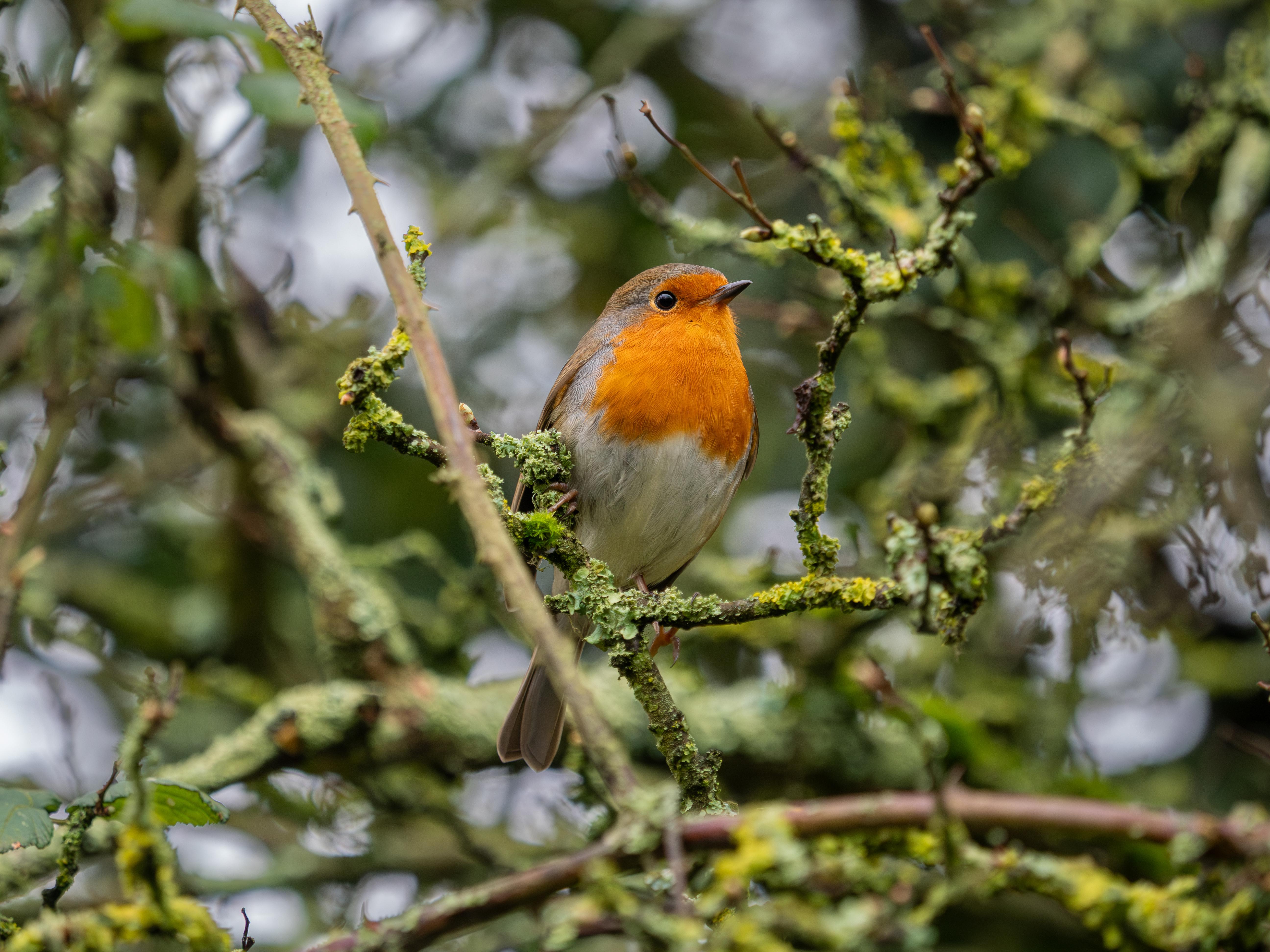 Robin