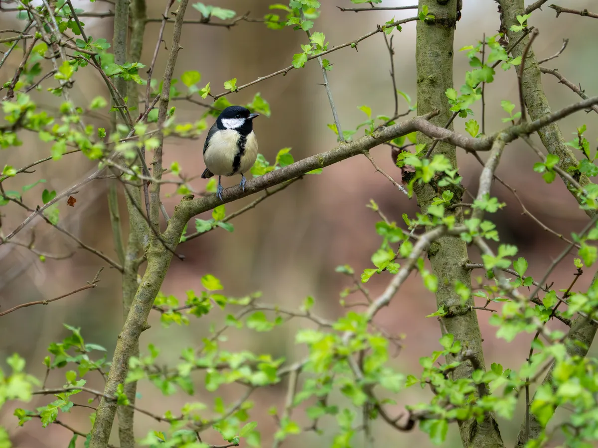 Great Tit