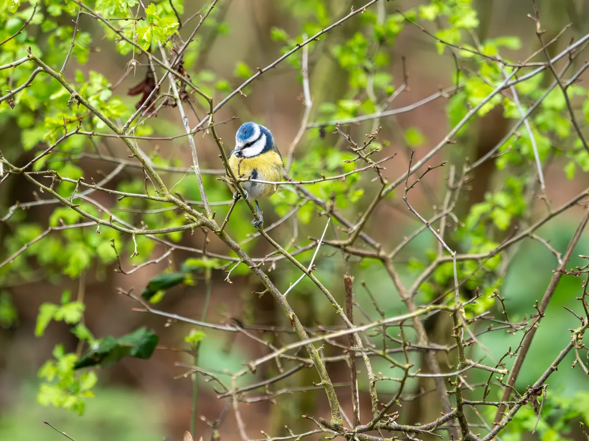 Blue Tit