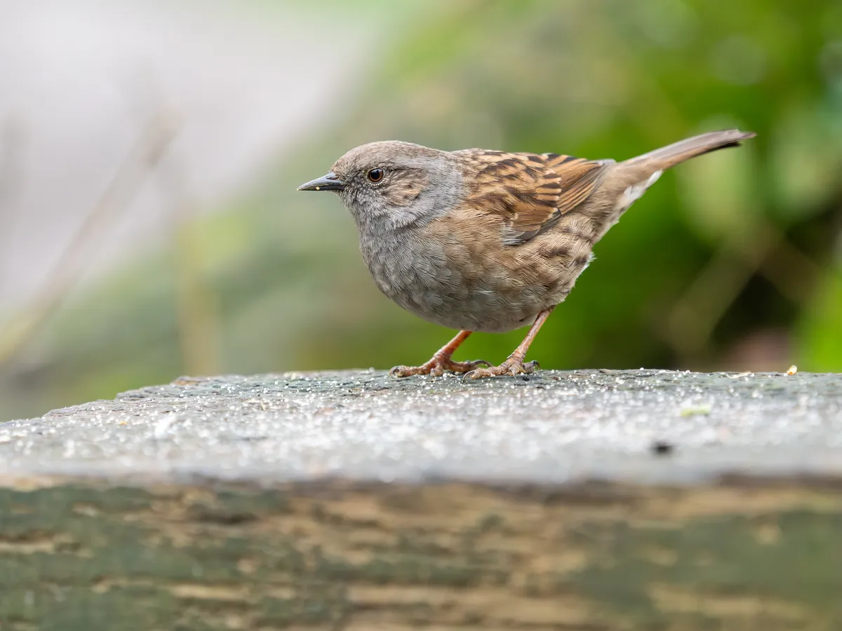 Dunnock