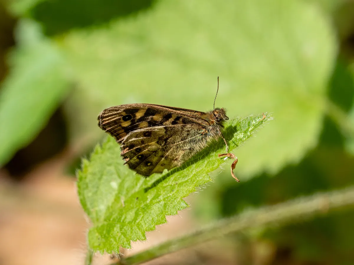 P5271530