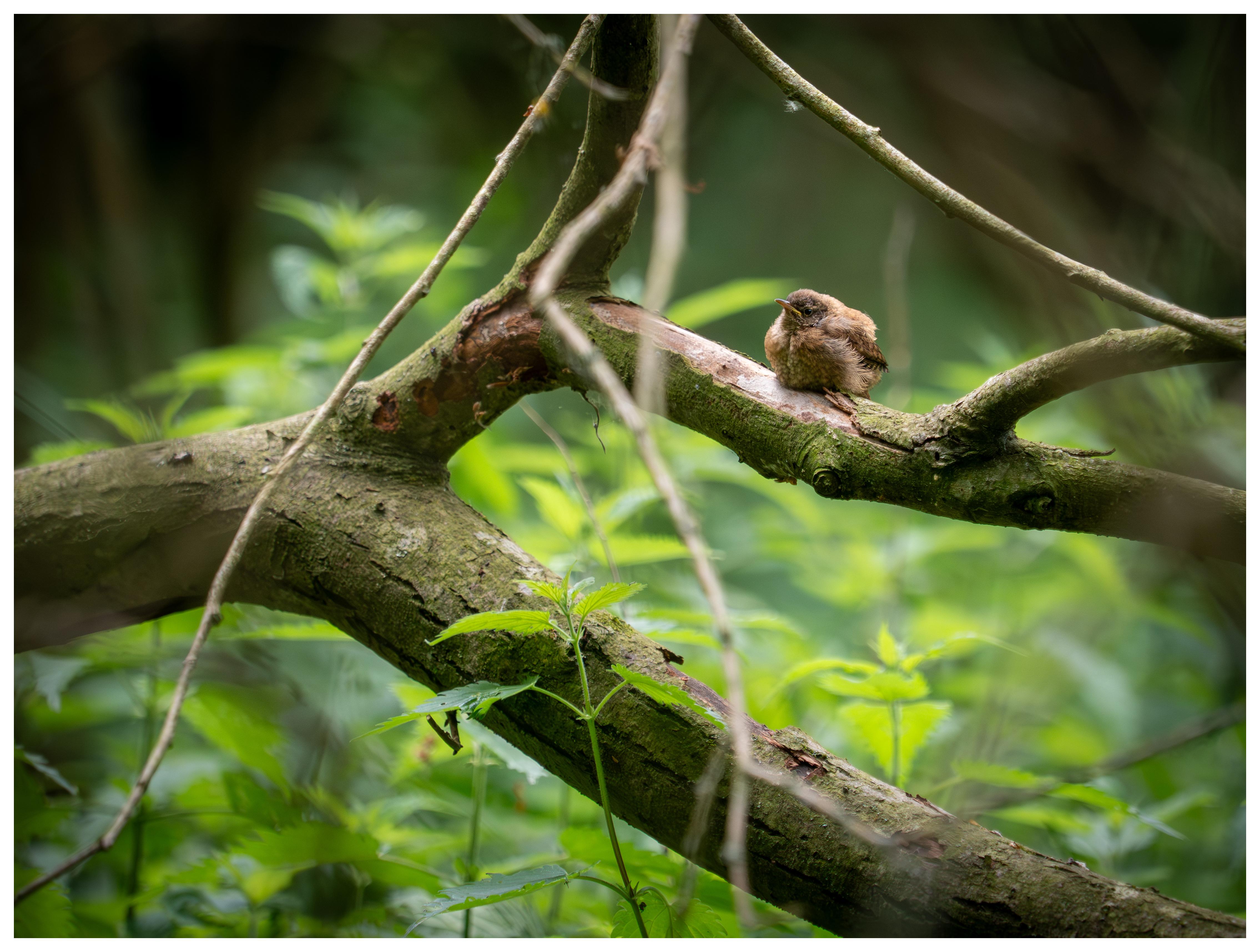 Fledgling Wren