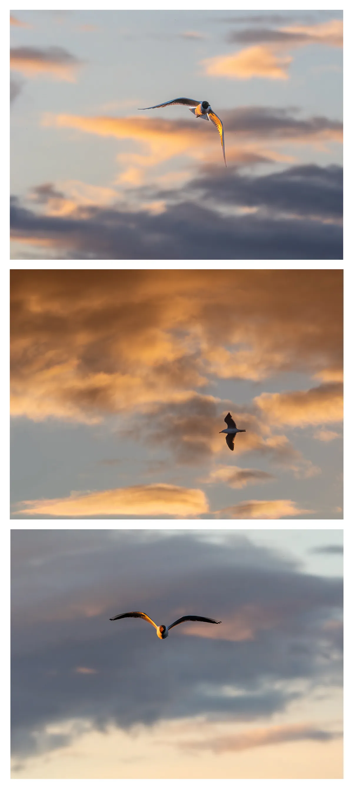 Triptych of gulls at sunset
