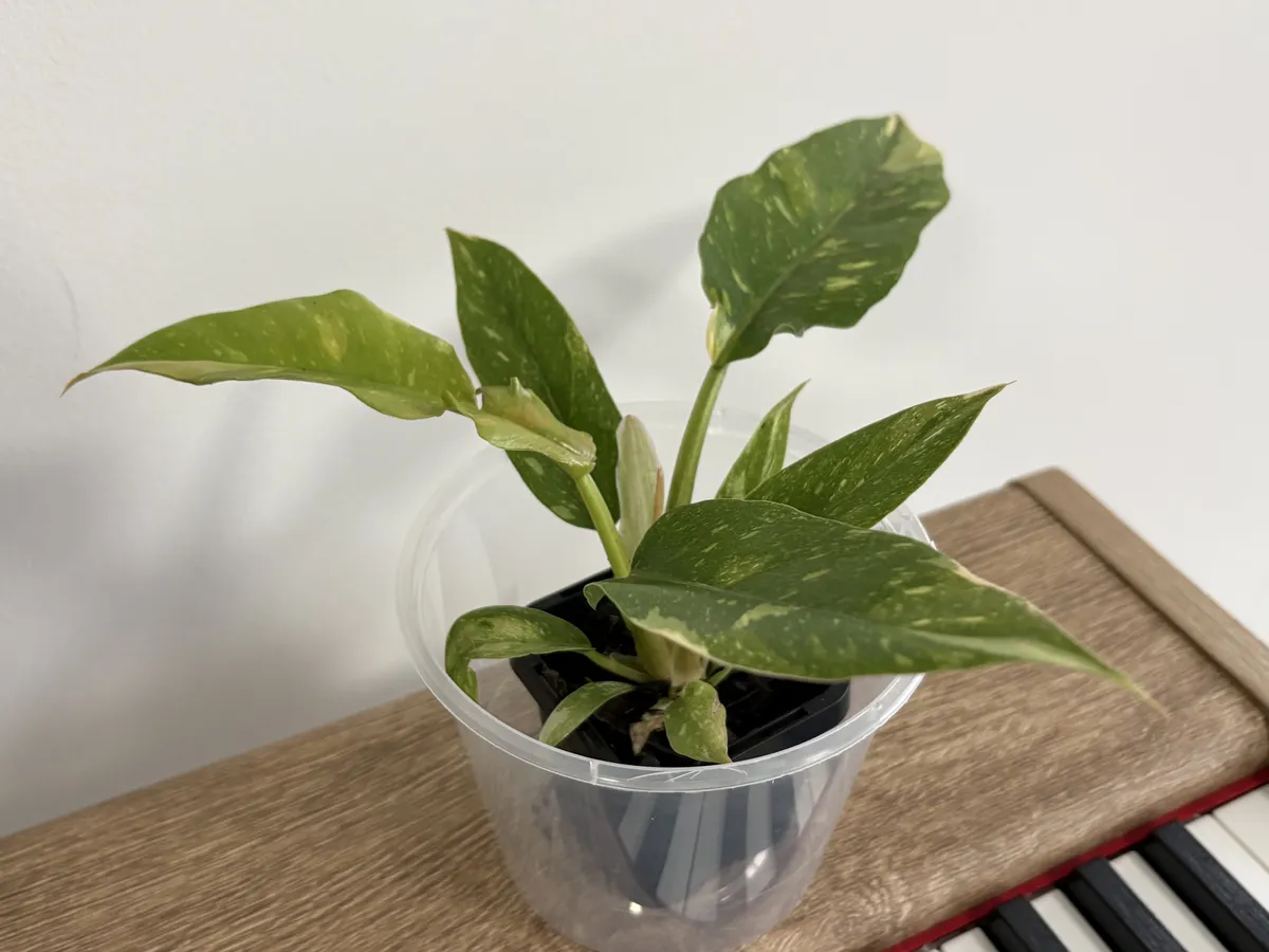 微信图片_20260201191529_25_2