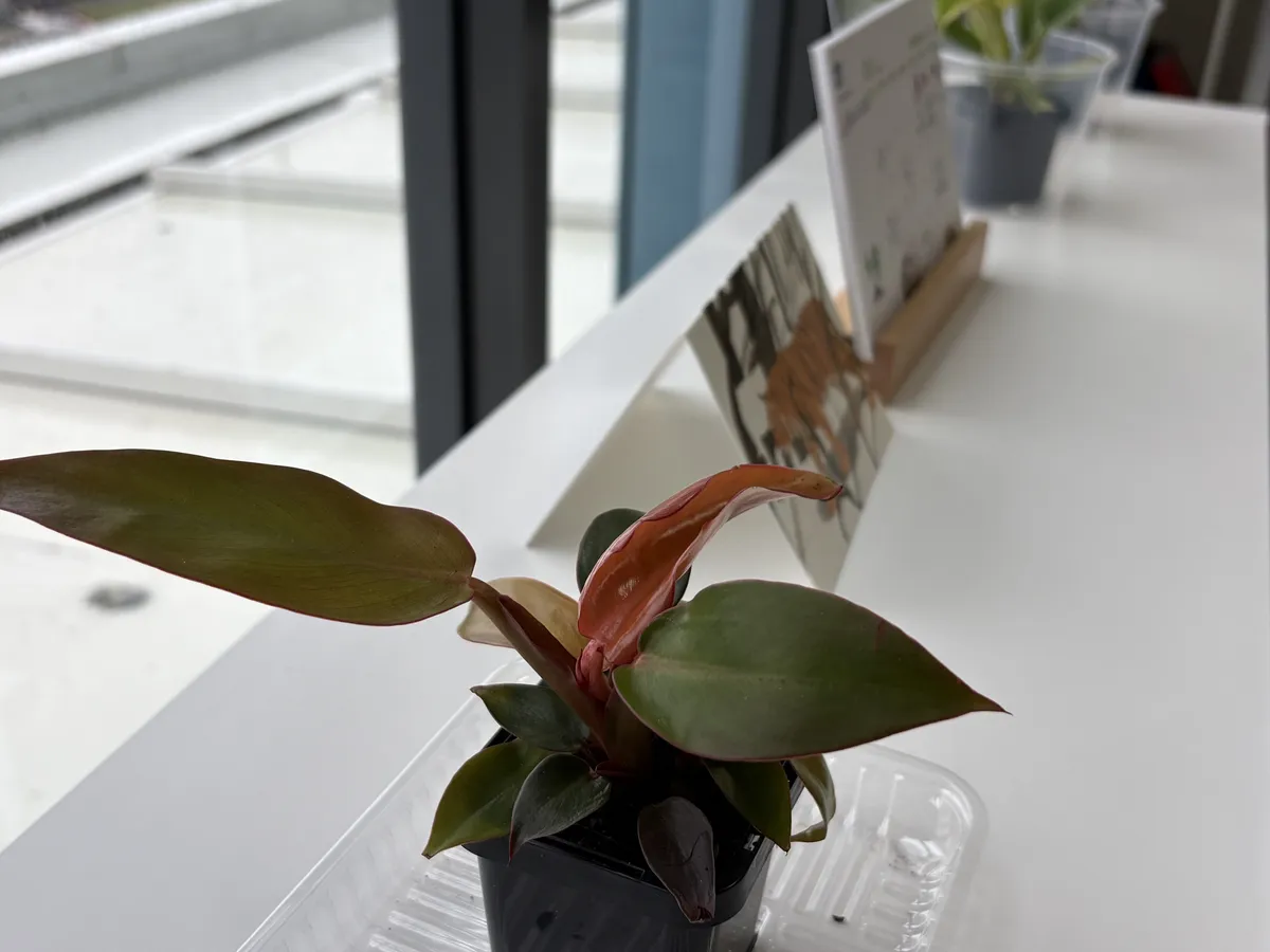 微信图片_20260201191533_27_2