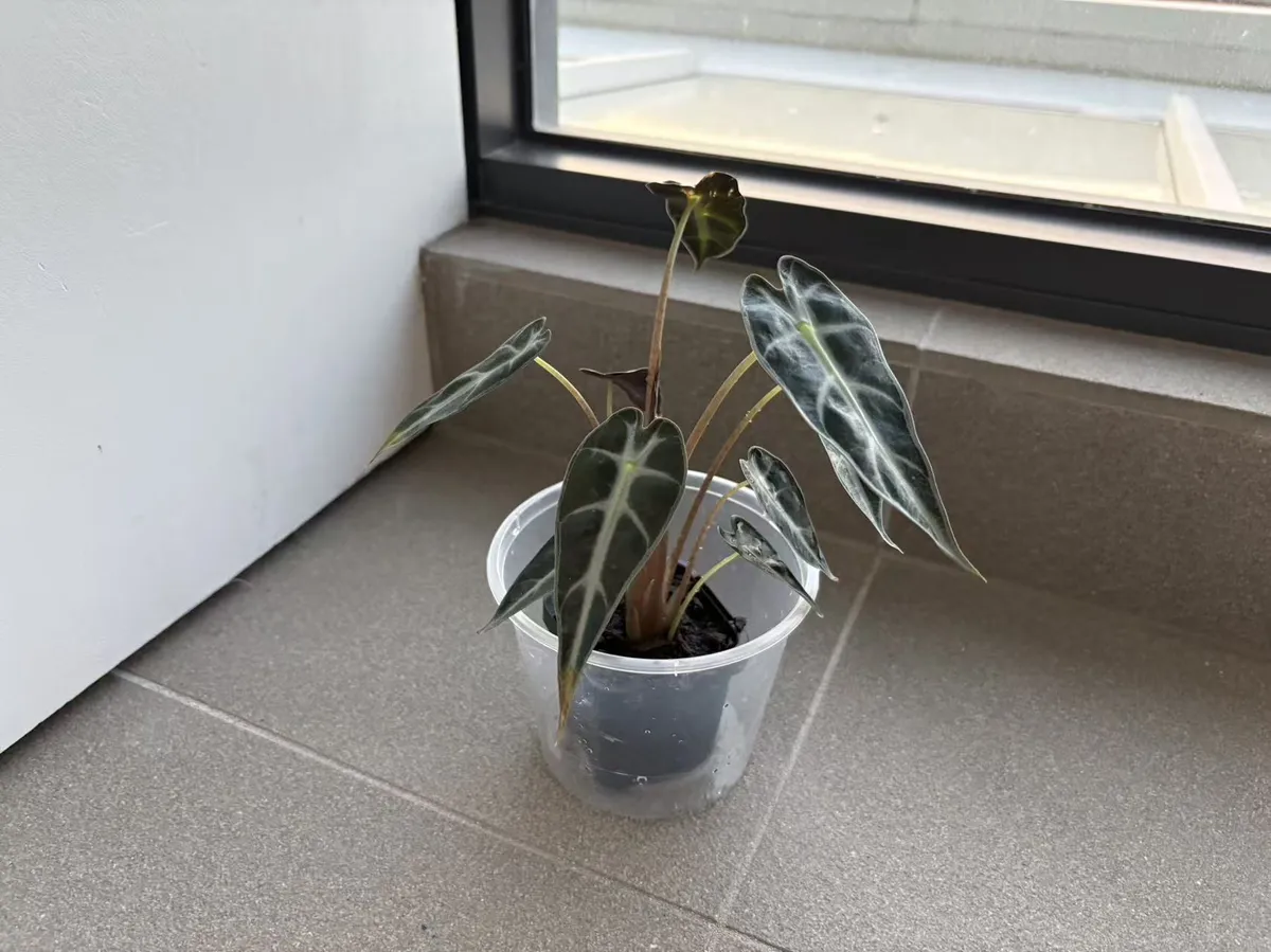 微信图片_20260210194740_38_2