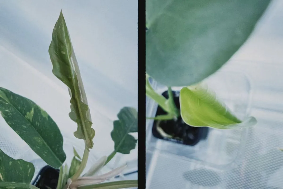 微信图片_20260419190546_117_2