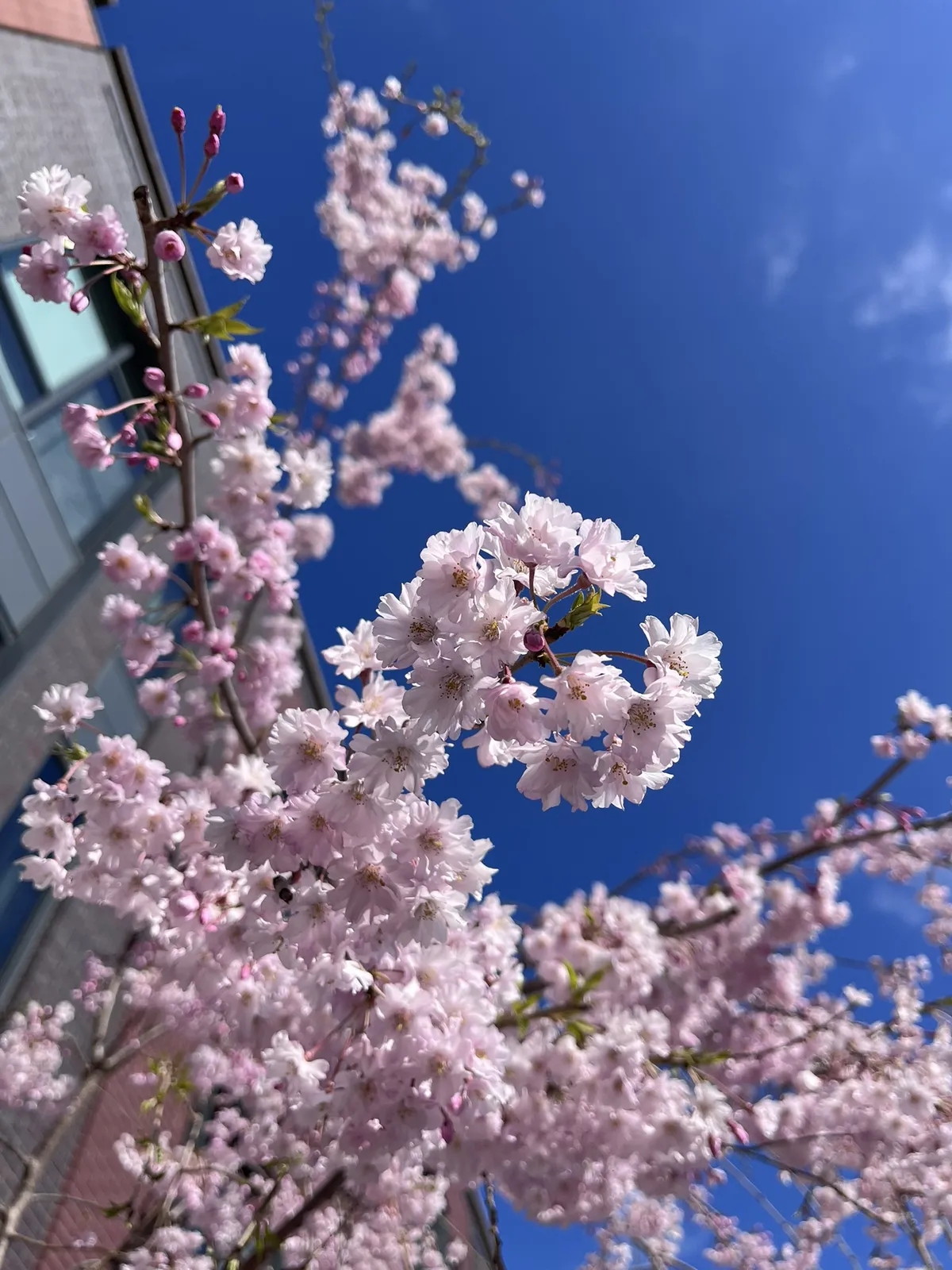 sakura