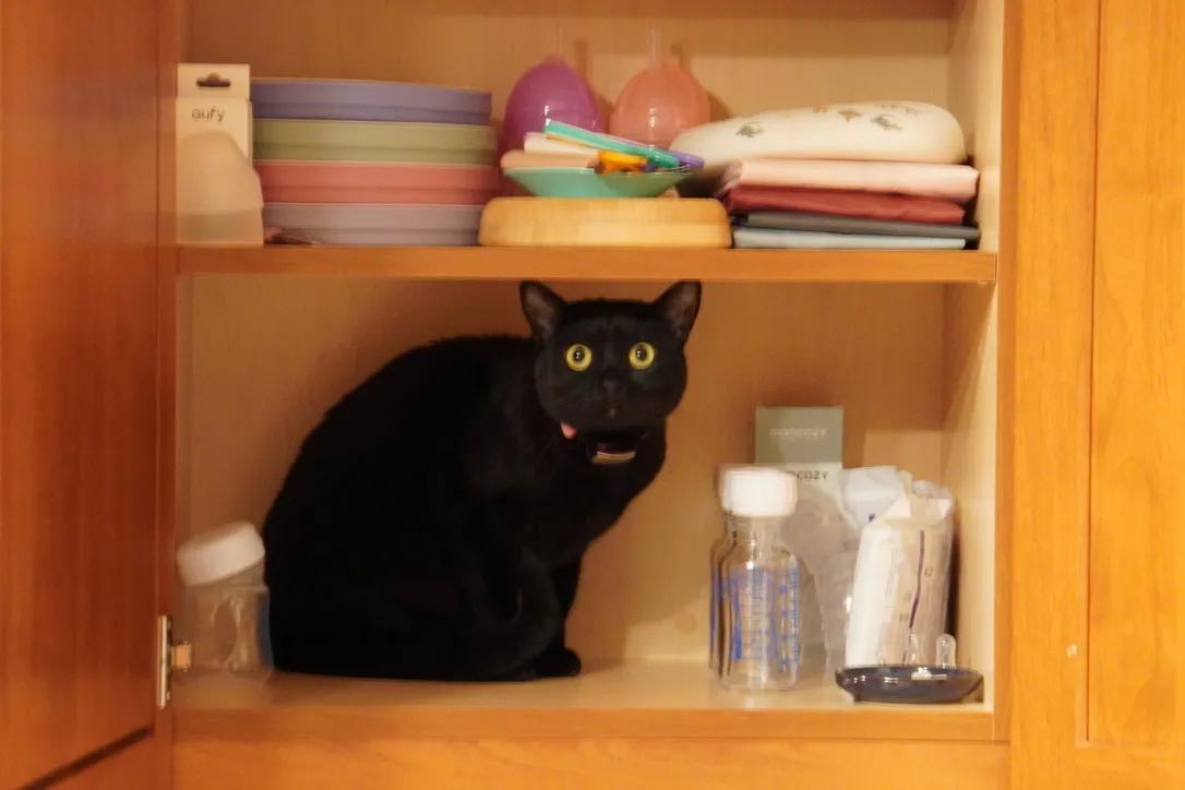 Mochi, hunched over in an overhead cabinet shelf otherwise filled with baby bottles and plates, looking up as if there might be something better on the next shelf up