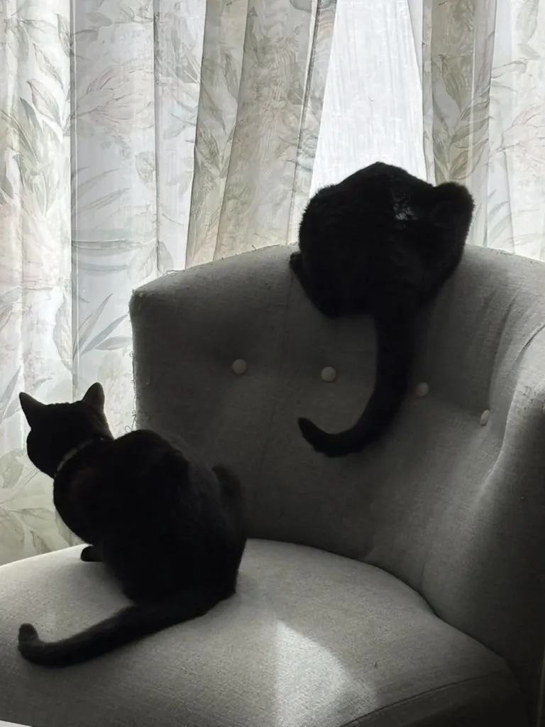 Juniper and Mochi, two black cats, sitting hunched on a sofa, looking out a window as if they could actually catch that bird