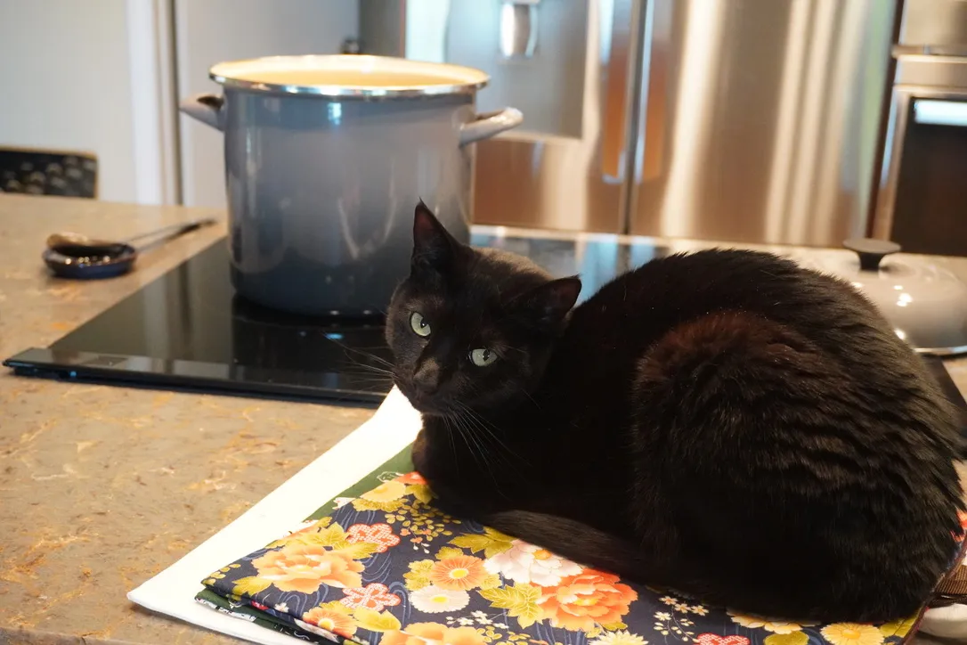 Juniper, staring balefully back at the camera, sitting on a flower pattern bag on the counter, watching something cook in a big pot, planning how to abscond with it