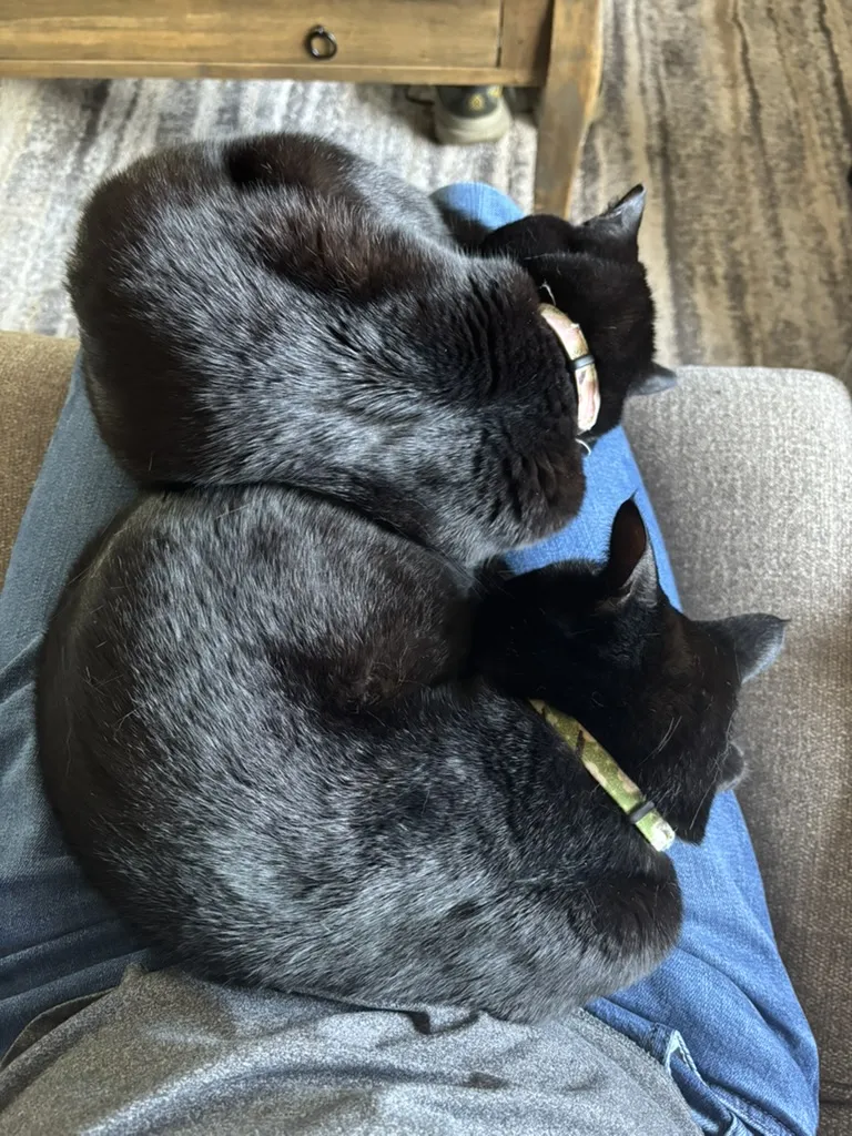 Mochi and Juniper, both curled in the shape of cinnamon buns, both resting on my lap without quite touching each other