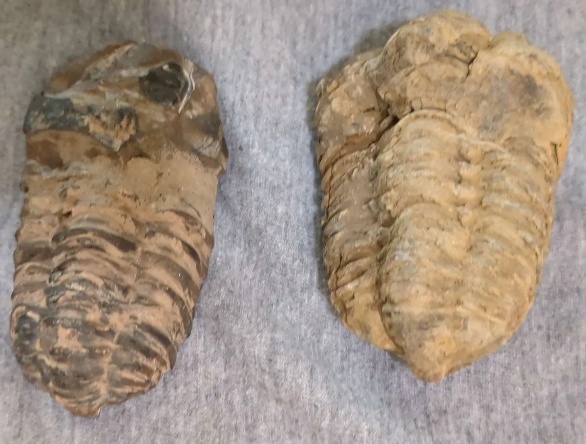 trilobite