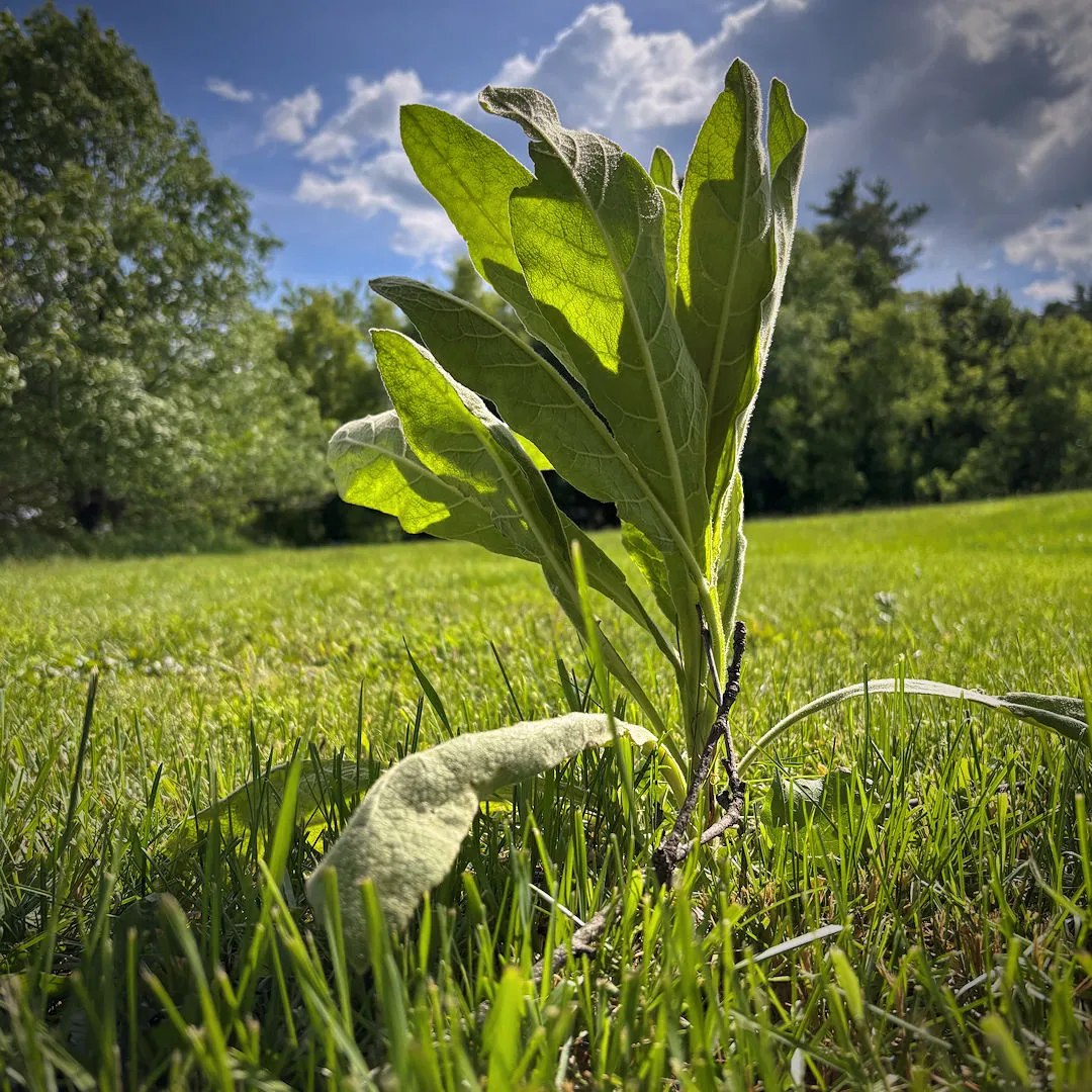 mullein