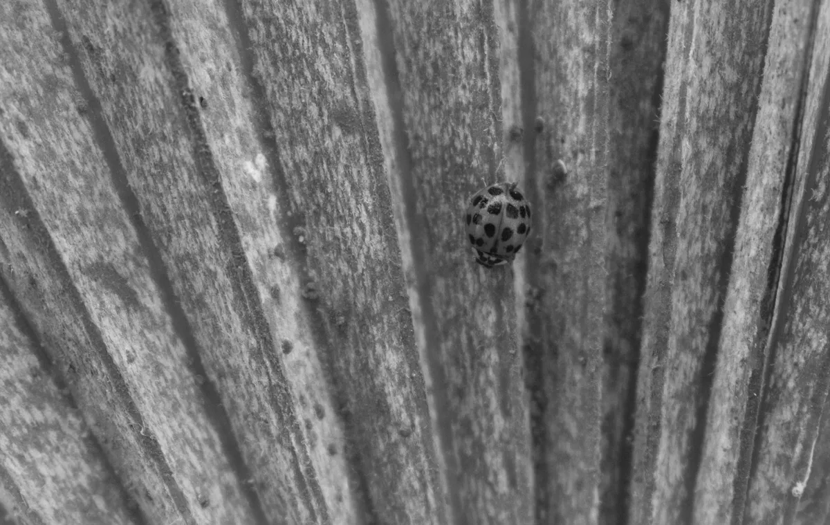 ladybug