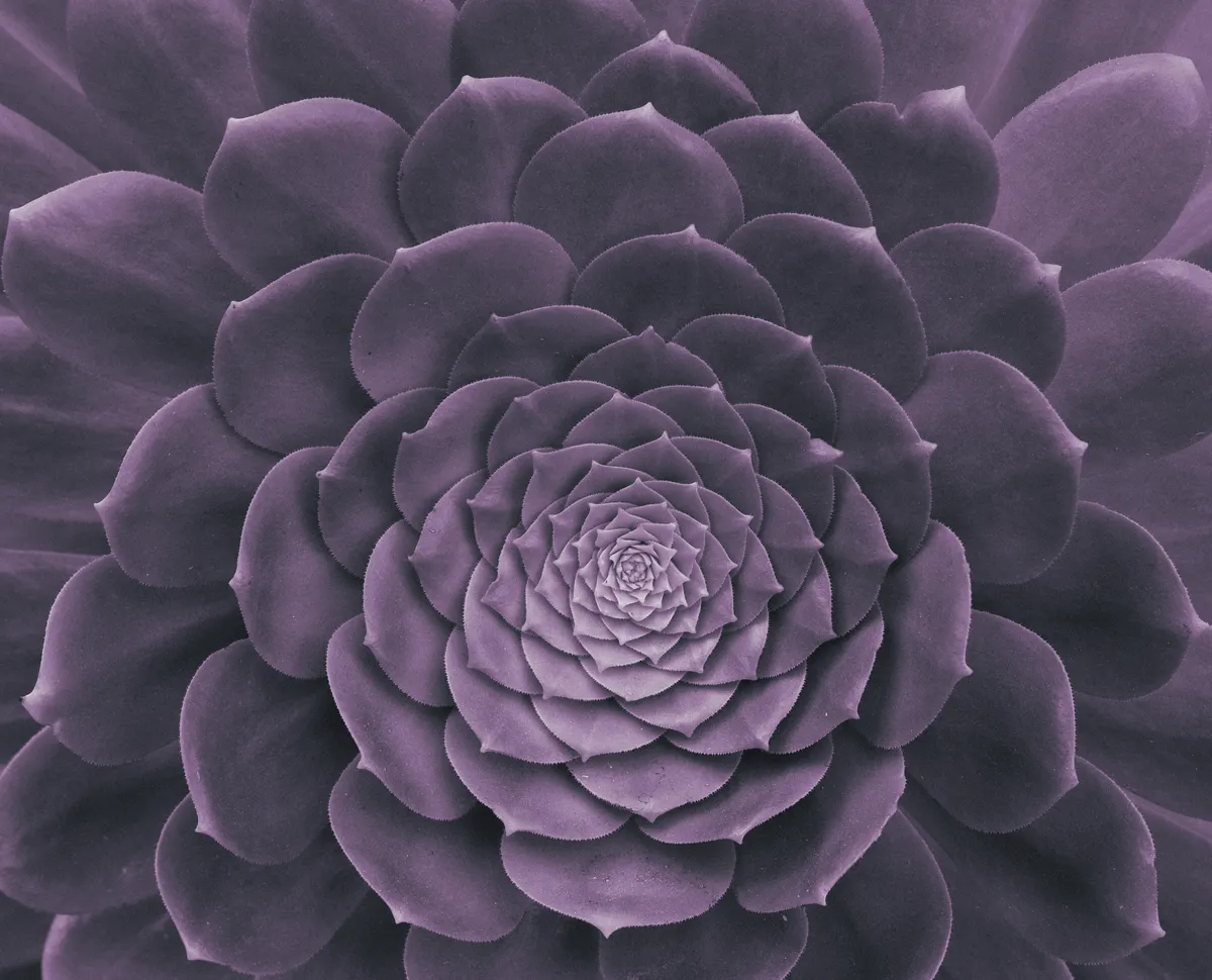 purple