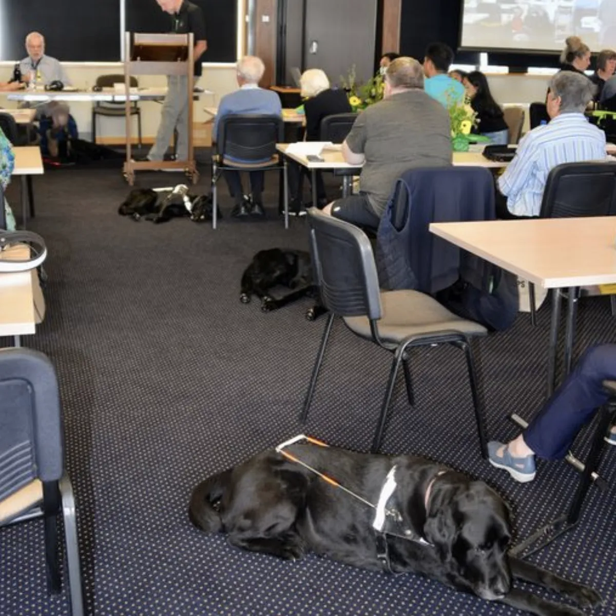 Three black guide dogs lying contentedly on the floor next to their people, who're sitting at tables and attending a presentation.