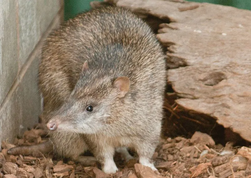 northern_brown_bandicoot