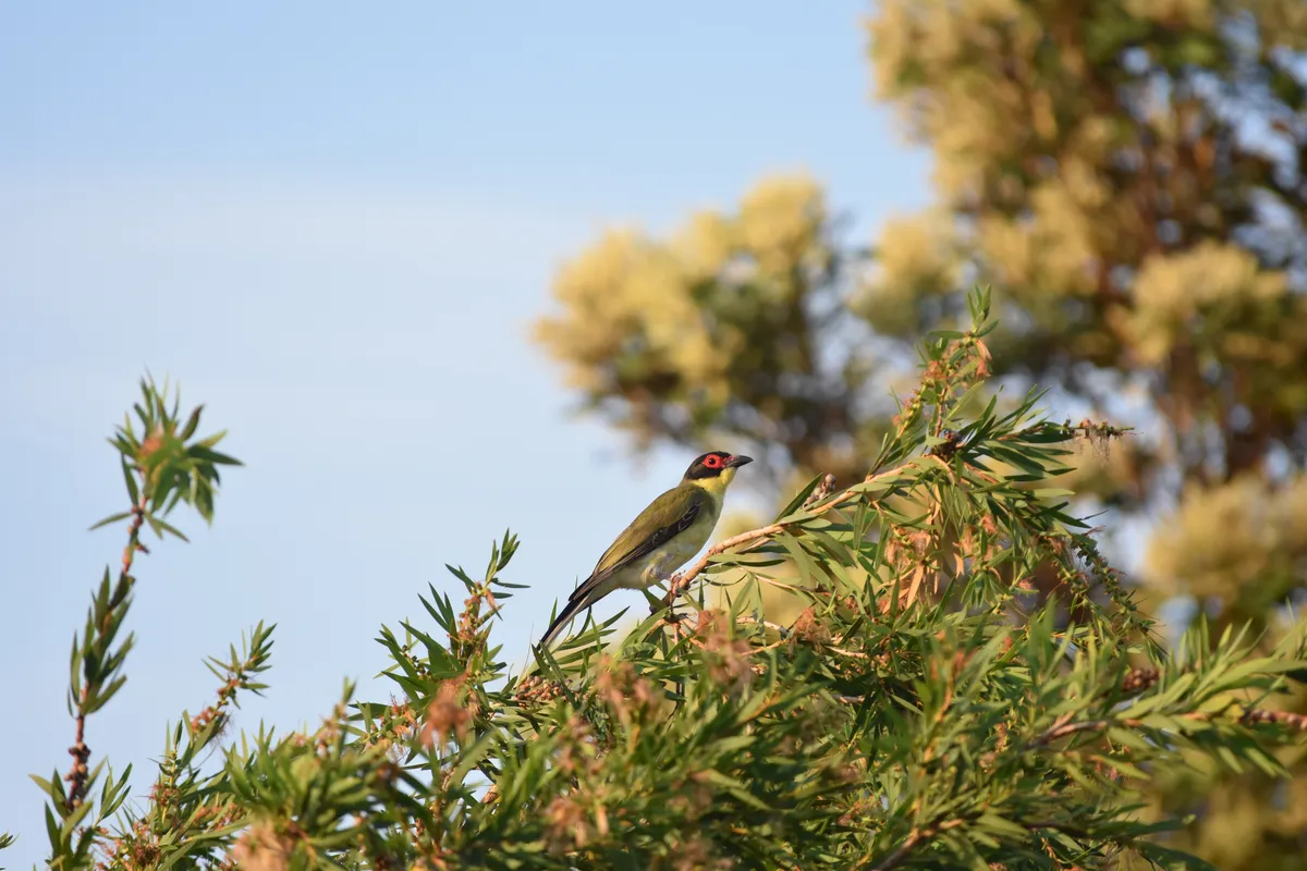 australasian figbird 2