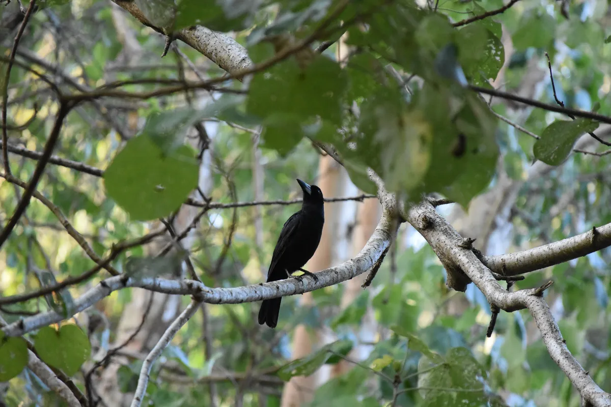 black butcher bird