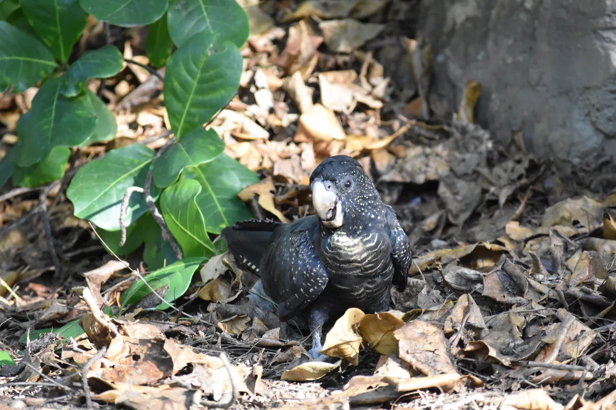 black cockatoo 1