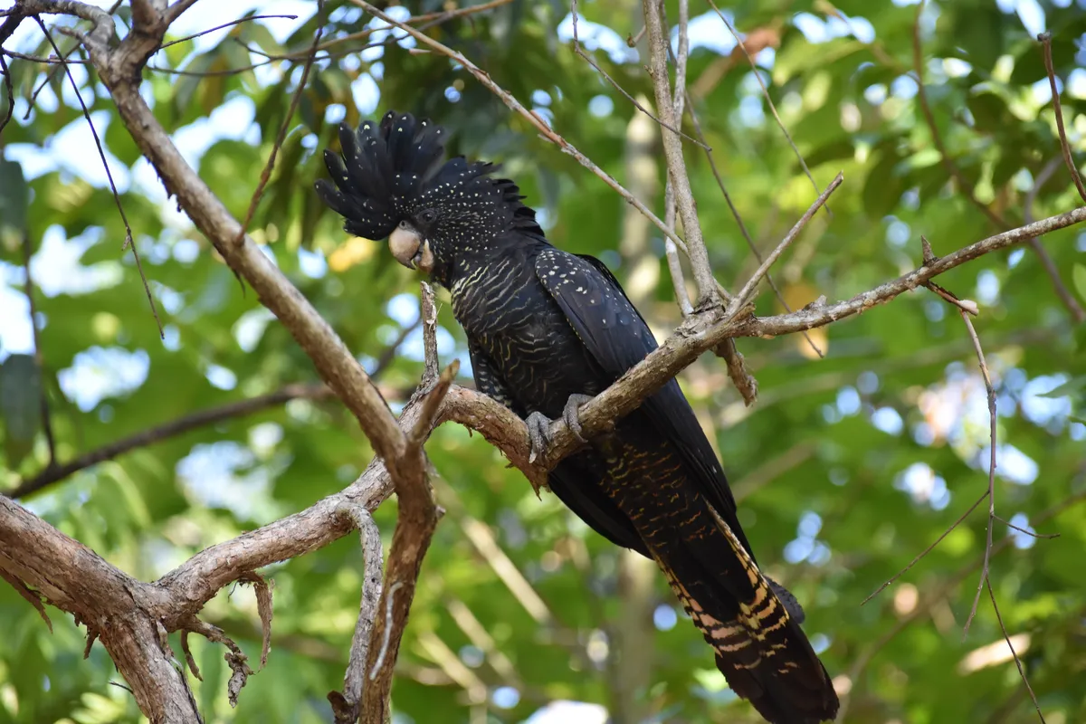 black cockatoo 2
