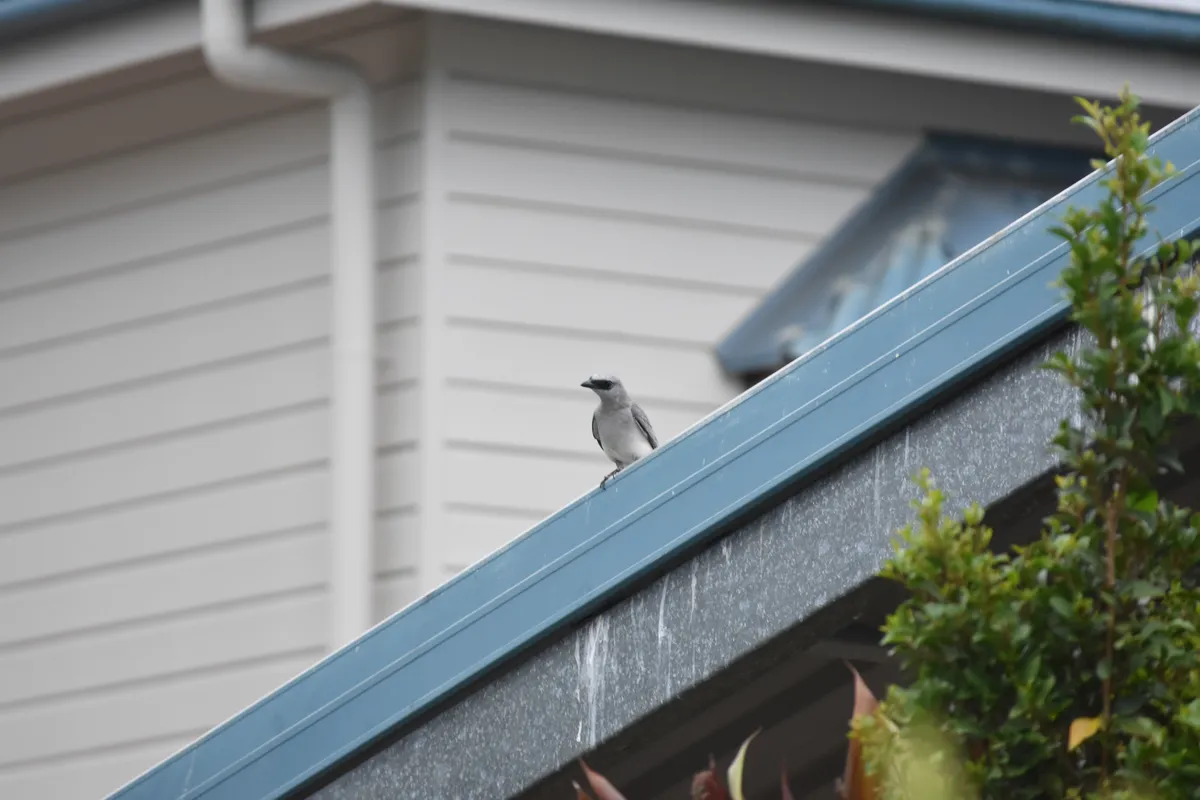 cuckooshrike
