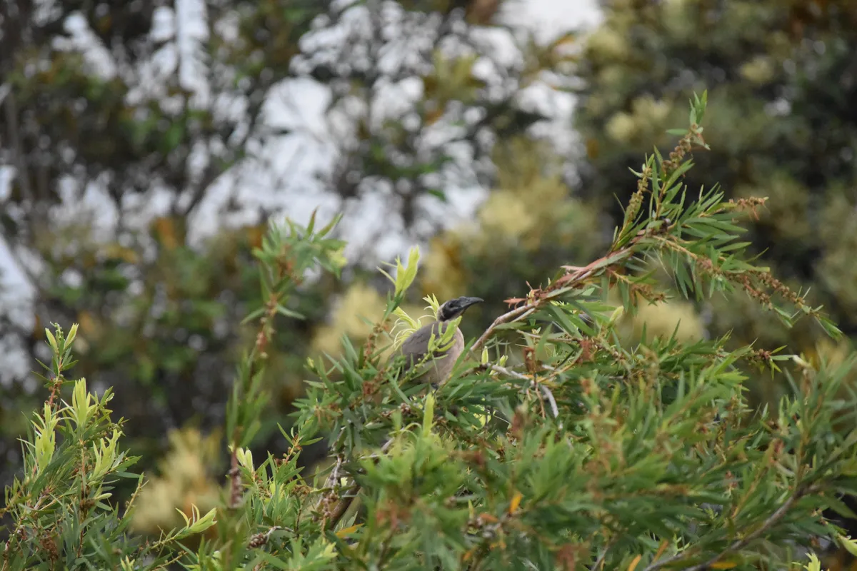 friarbird