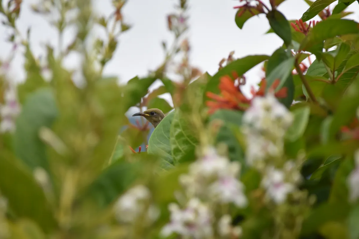honeyeater peekaboo