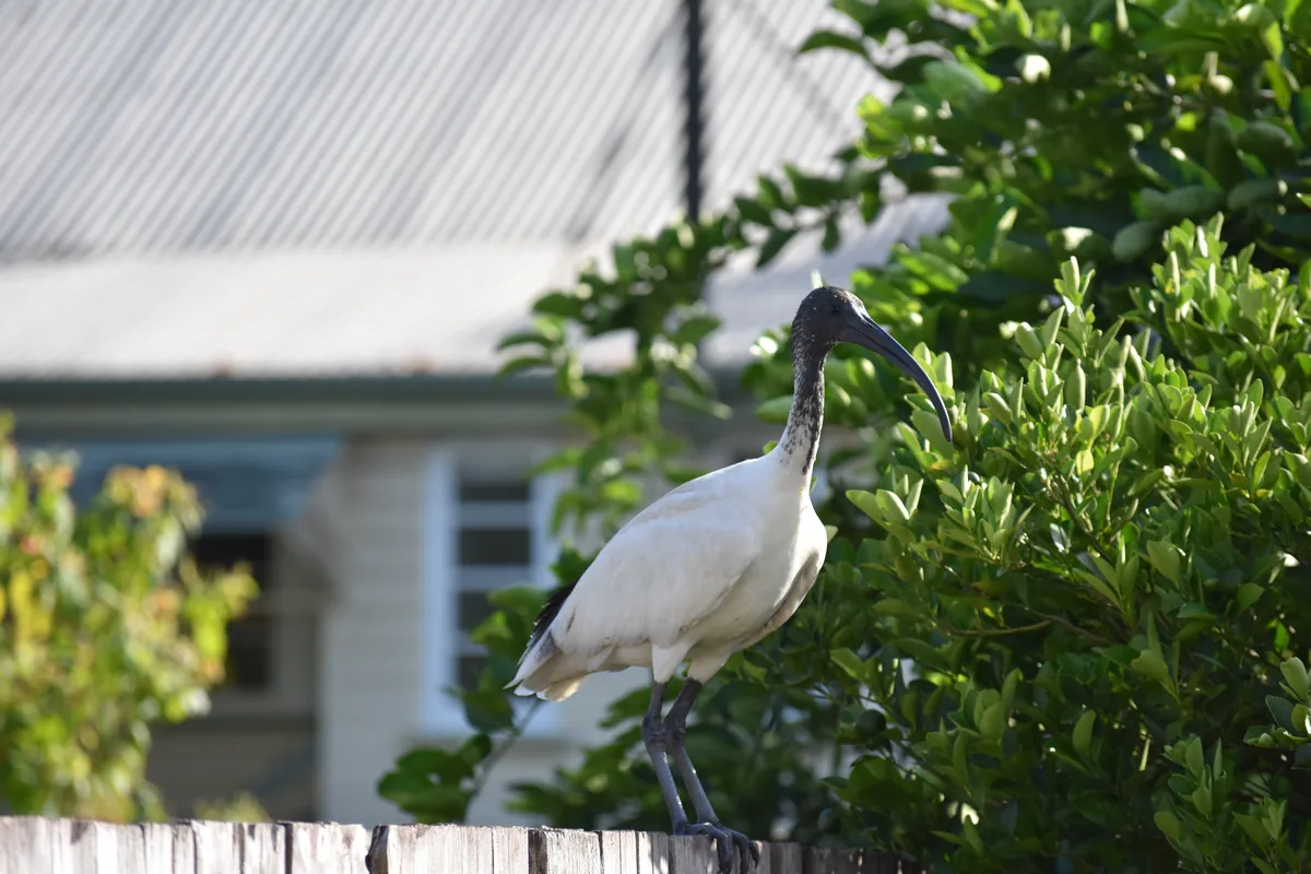 ibis