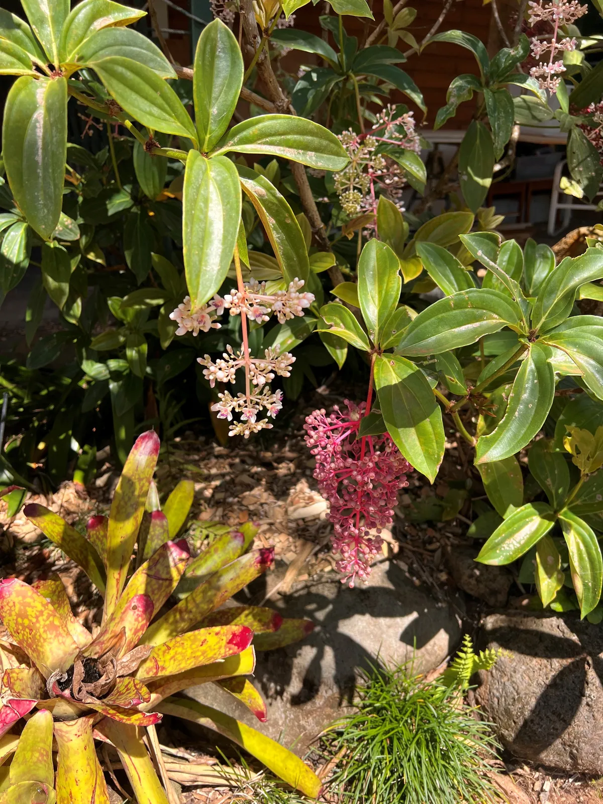 medinilla