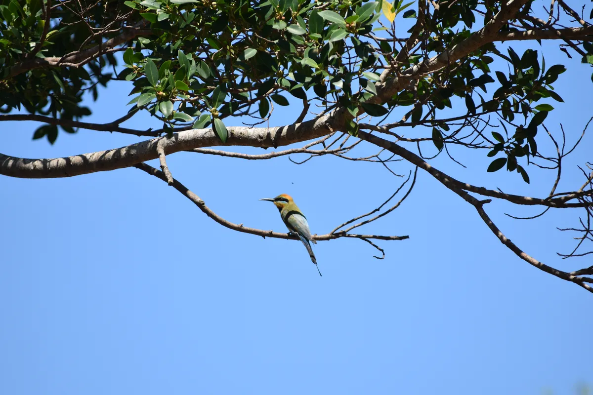rainbow bee-eater 1