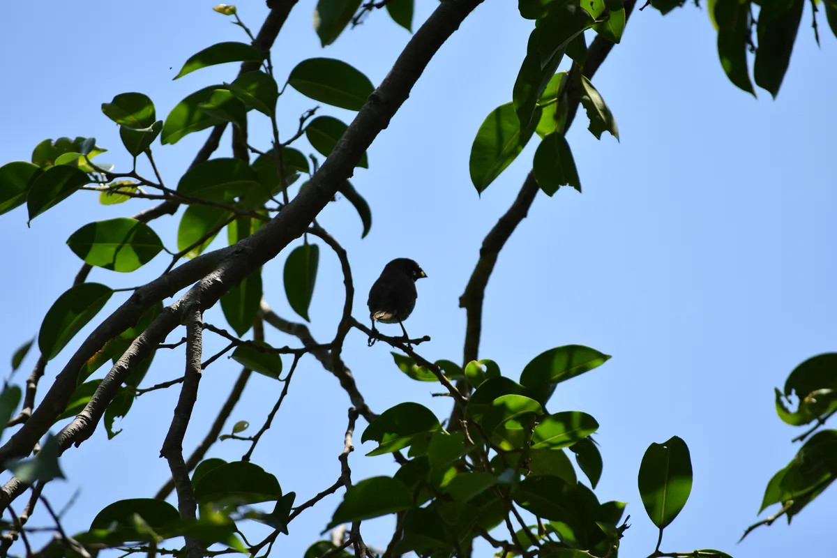 scaly-breasted mannikin
