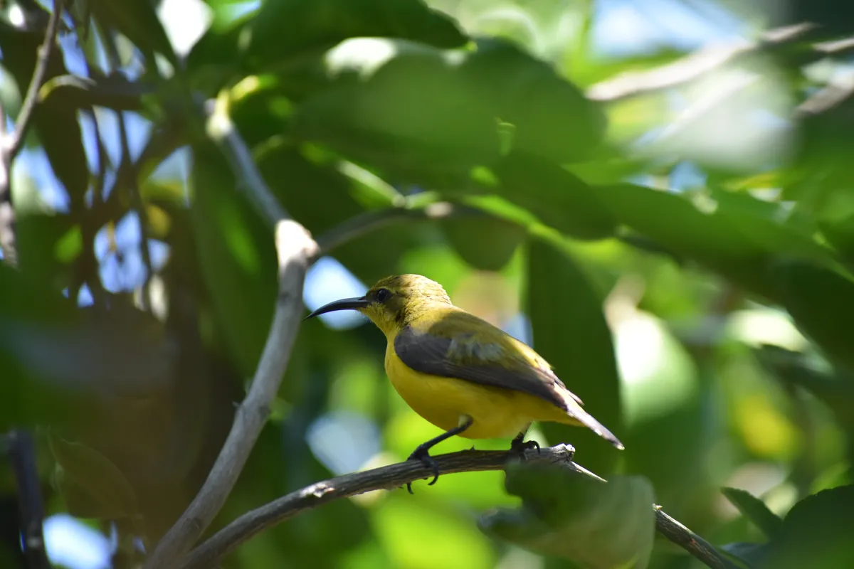 sunbird female 1