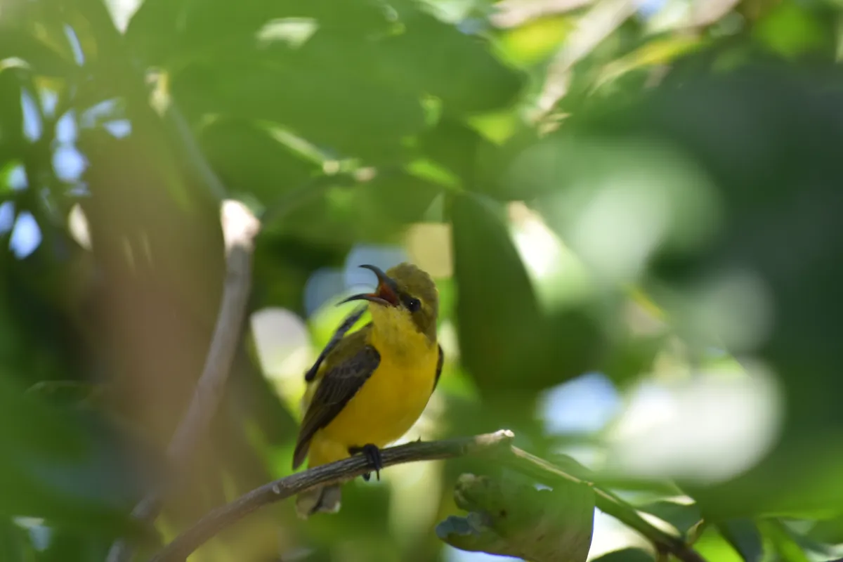 sunbird female 2