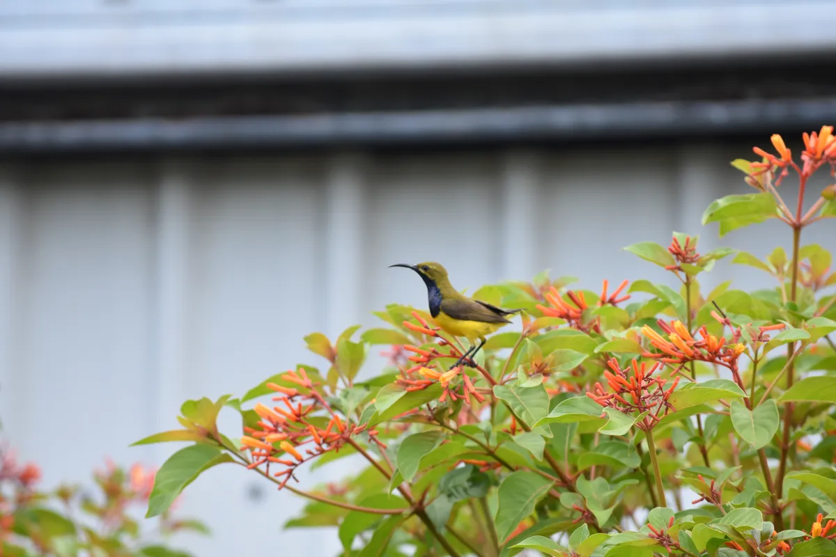 sunbird male
