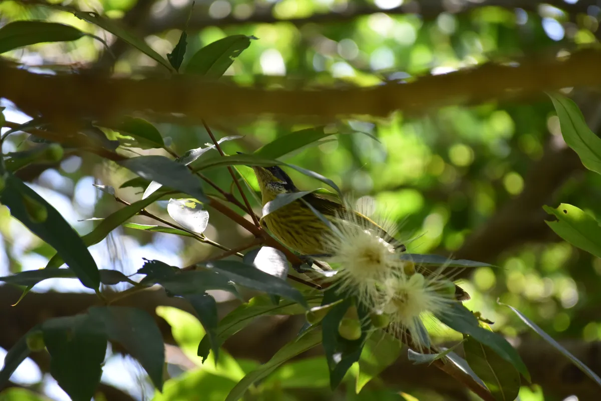 varied honeyeater