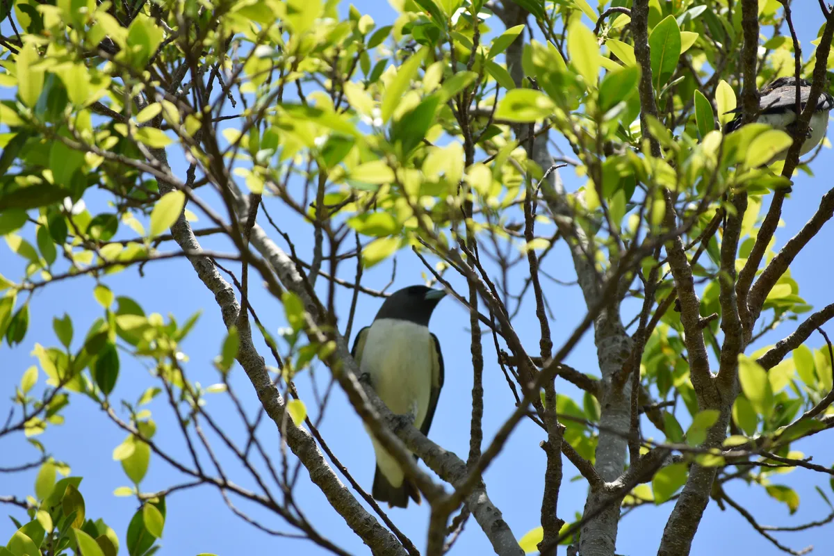 white-breasted woodswallow